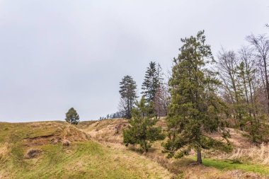 Arkasında ağaç olan bir dağ manzarası.
