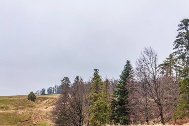 Alman Muensterland 'inde bahar ormanı