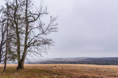 Tarladaki güzel bir ağaç görüntüsü.