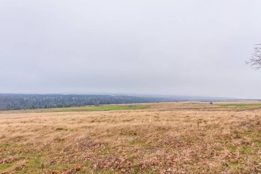 Ormanın ortasında bir ağacın olduğu güzel bir tarla görüntüsü.