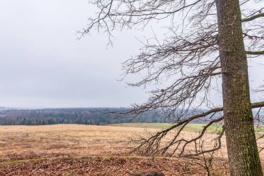 Bulutlu bir günde ormandaki bir ağacın manzarası