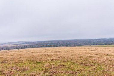 Ormanın güzel manzarası