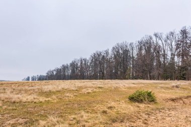 Ormanda çiçeklerle dolu güzel bir bahar manzarası
