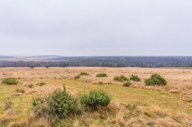 Kırsal kesimde güzel bir orman manzarası