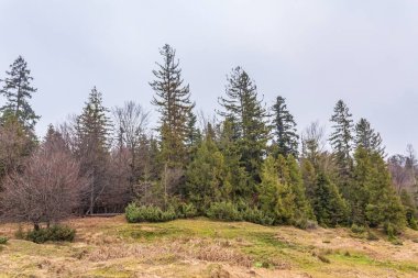 Baharda çam ormanı