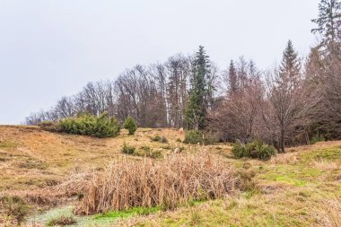 Ağaçlar ve dağlarla dolu güzel bir manzara.