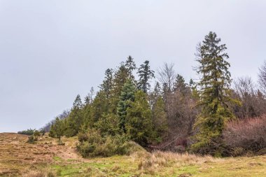 Ağaçlar ve otlarla dolu güzel bir sonbahar ormanı