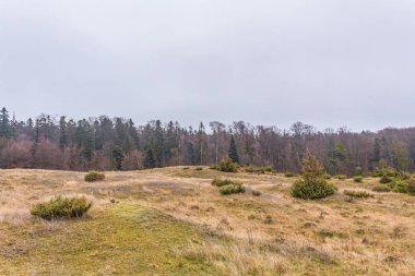 Bulutlu bir sonbahar gününde ormandaki ağaçların dikey görüntüsü.