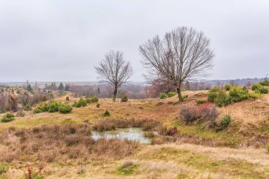 Ağaçlı ve yeşil ormanlı güzel sonbahar manzarası
