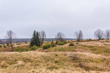 Güzel bir sonbahar manzarası Ağacı ve ormanı olan