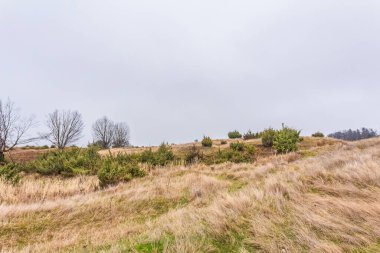 Bir tepenin üzerindeki ağaçların ve ormanın güzel bir görüntüsü.