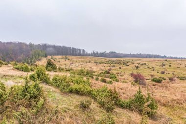 Çam ormanı ve büyük bir dağla sonbahar manzarası
