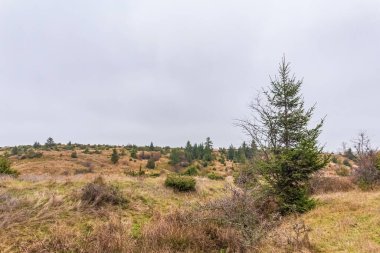 Ormandaki çam ağacının güzel bir görüntüsü.