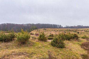 Bulutlu bir günde bir orman manzarası. yüksek kaliteli fotoğraf