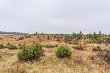 Ağaç tarlası olan bir manzara