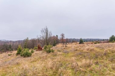 Ağaçlı yeşil bir ormanın ve arka planda bir yolun güzel manzarası.