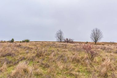 Tarladaki güzel bir ağaç görüntüsü.