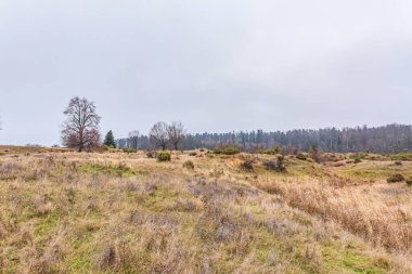 Ağaçlar ve otlarla dolu güzel sonbahar manzarası