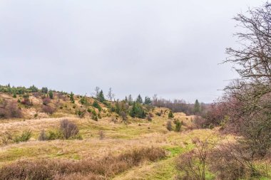 güzel sonbahar manzarası Ağaçlar ve yeşil orman arka planda