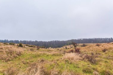 Yeşil çimen manzarası