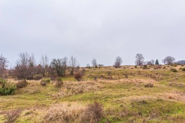 Kırsal kesimdeki ağaçların ve çalıların manzarası.