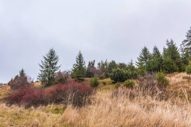 Sonbaharda dağlık bir arazide ağaçlar ve çalılar