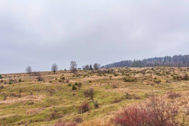 Ormanda nehri olan güzel bir manzara.