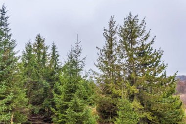 Ormandaki ağaçlar.