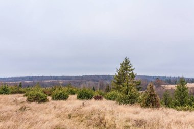 Sonbaharda bulutlu bir gökyüzünün altında ağaçlardan oluşan güzel bir arazi.