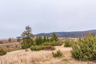 Sonbaharda ağaçlar ve bulgarya ile birlikte çam ormanlarının manzarası