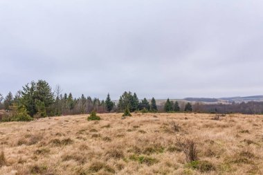 Ağaçlarla kaplı küçük bir tarlanın ve arka planda bulutlu bir gökyüzünün güzel manzarası.