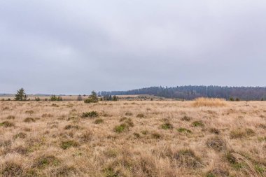 Arkasında büyük bir orman olan güzel bir tarla manzarası.