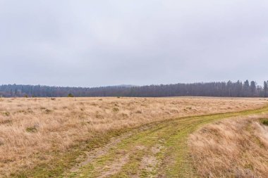 Ormanın sonbahar manzarası ve güzel bulutlu bir yol, Letonya