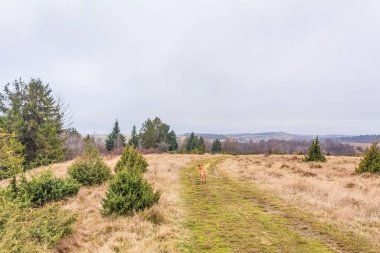Büyük bir çam ağacı ve uzak bir ormanın olduğu güzel bir sonbahar manzarası.