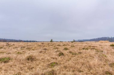 Bulutlu gökyüzünün arka planında bir ağaç olan sonbahar tarlası.