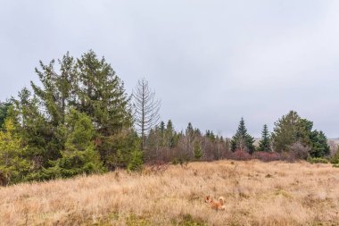 Yeni Zelanda adasındaki güzel ormanın manzarası.