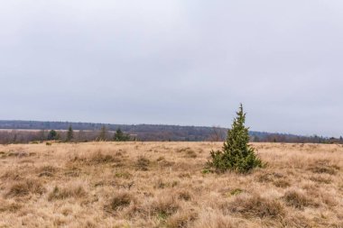 Ormanın sonbahar manzarası bulutlu bir günde