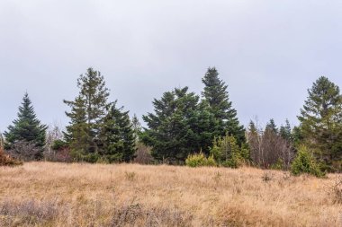 Sonbahar mevsiminde orman