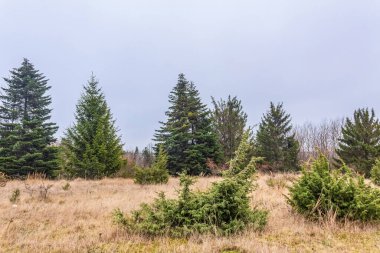 Ağaçlar ve karla kaplı güzel kış manzarası