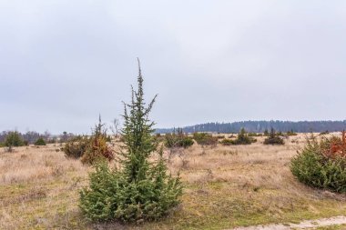 Ormanın kenarındaki çam ağaçları.