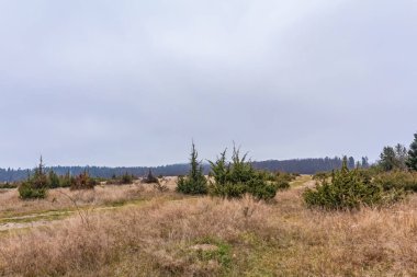 Ağaçlar ve ormanlarla dolu sonbahar manzarası