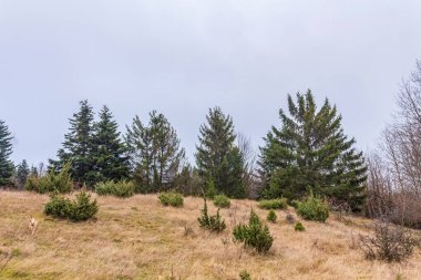 Ağaçlar ve karla kaplı güzel sonbahar manzarası