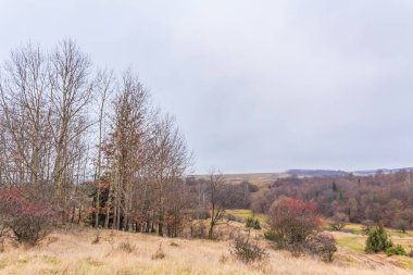 Ağacı ve dağı olan güzel bir manzara.