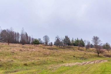 Ormanda bir patikası olan sonbahar manzarası. sonbahar günü.