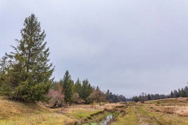 Ukrayna Karpatya 'da sonbahar ormanı