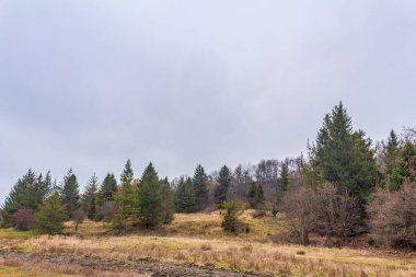 Ağaçlar ve ormanlarla dolu sonbahar manzarası