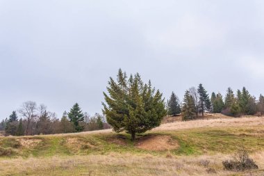 Tarladaki ağaç, doğa.