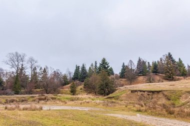 Ormanın sonbahar manzarası