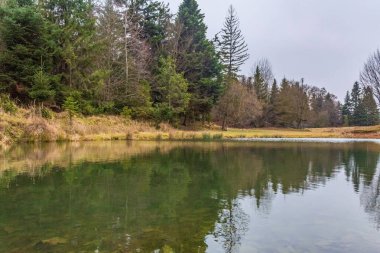 Ağaçlar ve bitkilerle çevrili güzel bir nehir görüntüsü.
