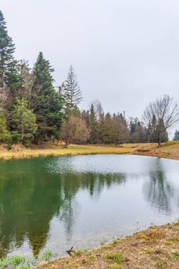 Gölün ortasında yeşil bitkiler var.
